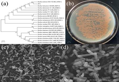 The structure, characterization and dual-activity of exopolysaccharide produced by Bacillus enclensis AP-4 from deep-sea sediments